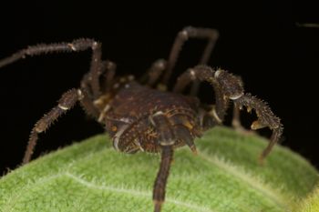 Media type: image;   Invertebrate Zoology 140069